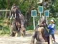 Chiang Mai P0146 Maetaman Elephant Camp